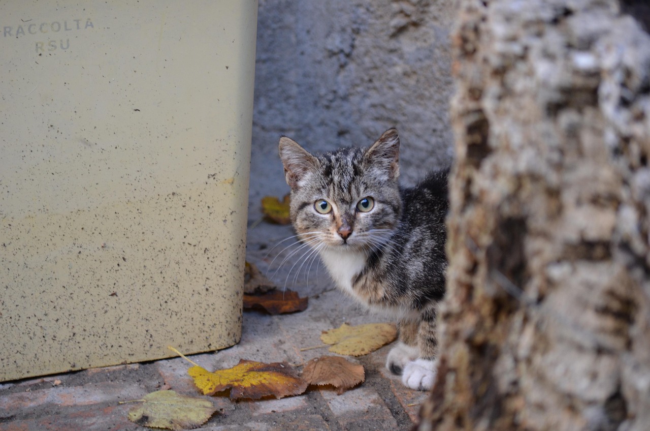 世界上最小的猫(图1)