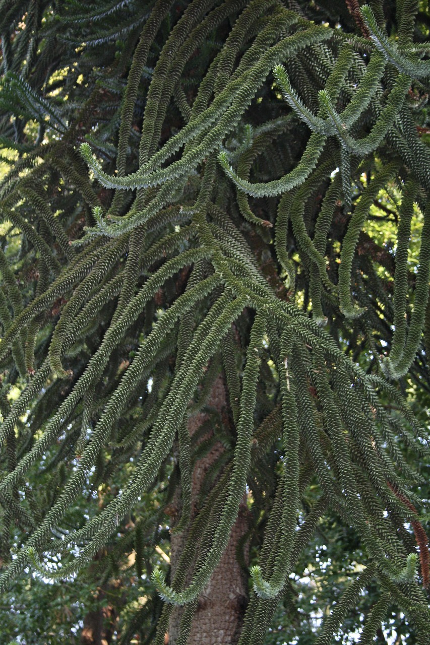 世界上最大的植物(图2)