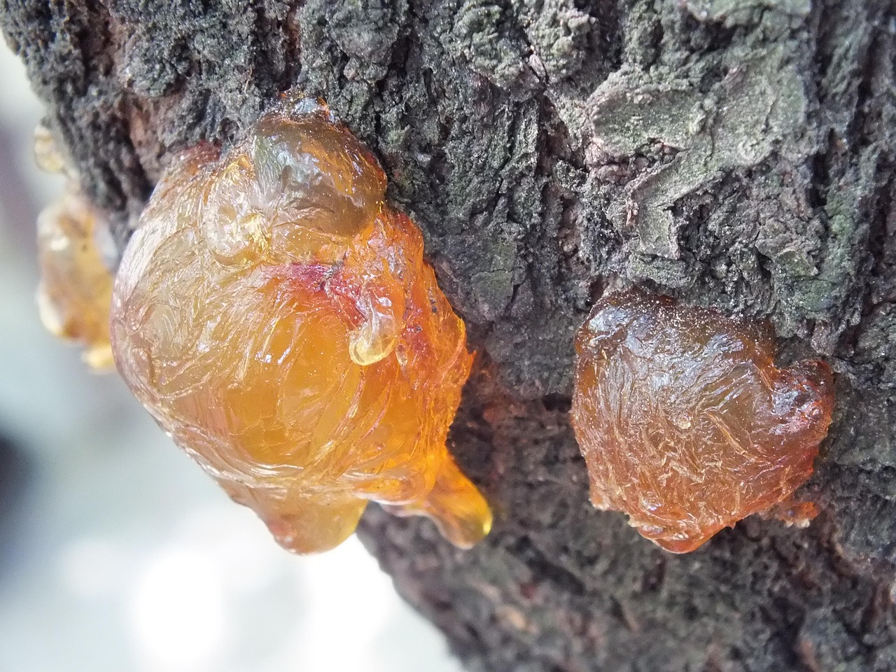 世界上最小的水果(图1)