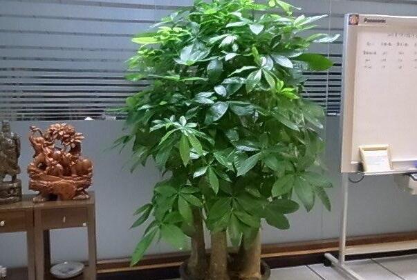 鸿运当头喜庆-富贵竹节节高升-家里再穷也要养这三种花-发财树四季如春 (鸿运当头喜庆后5个字是什么,组成11个字春联)(图1) 鸿运当头喜庆-富贵竹节节高升-家里再穷也要养这三种花-发财树四季如春 (鸿运当头喜庆后5个字是什么,组成11个字春联)(图1)